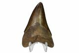 Bargain, Fossil Megalodon Tooth - Georgia #149393-2